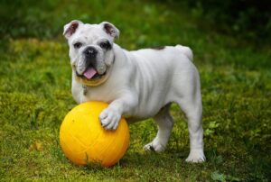 Read more about the article 5 GAMES and EXERCISES for the French Bulldog [+TIPS]