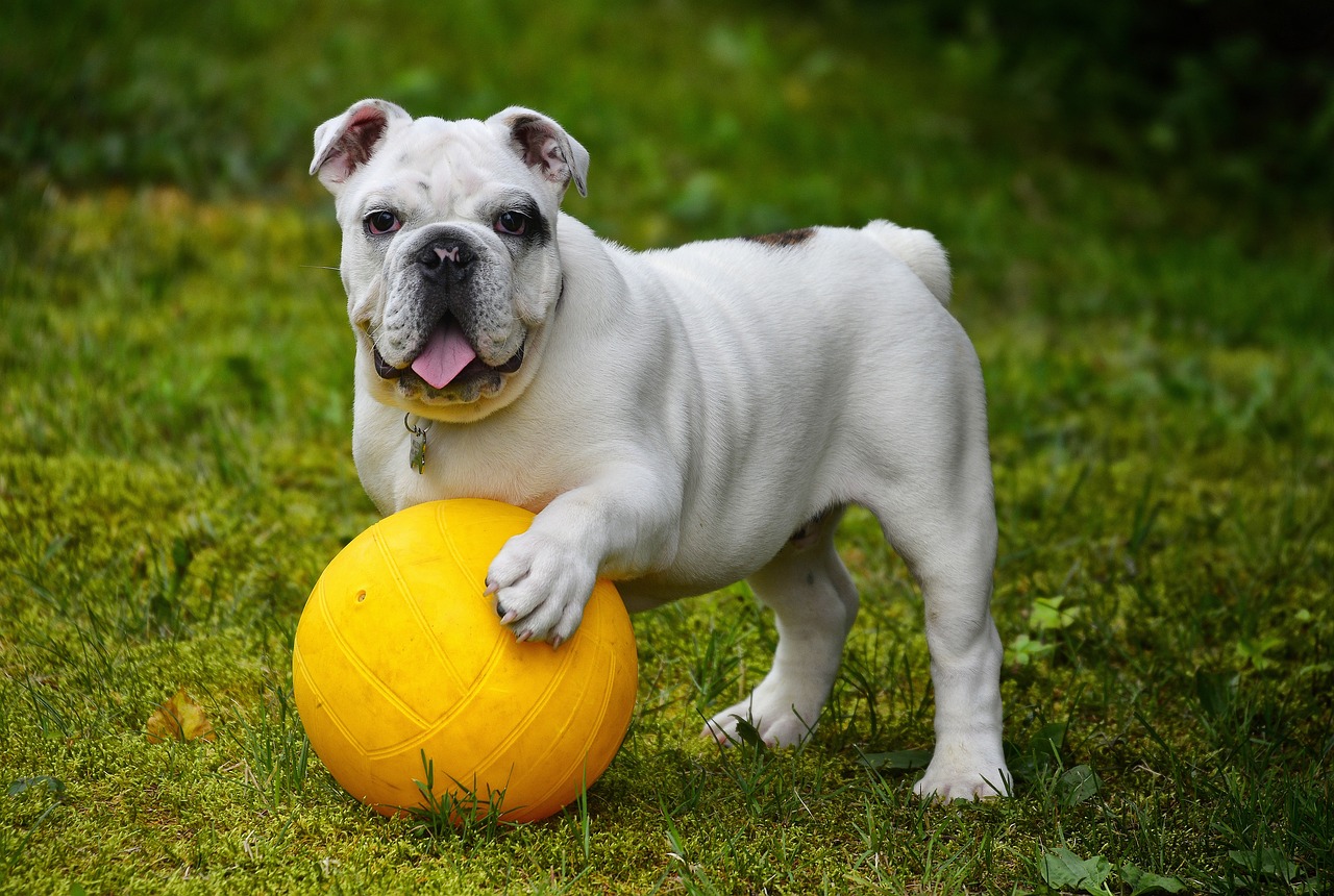 You are currently viewing 5 GAMES and EXERCISES for the French Bulldog [+TIPS]